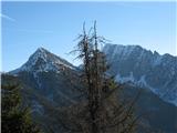 po ravno drevo zakriva začetek plezalne poti na Veliki  vrh